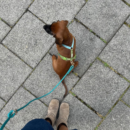 Blue and Green - Dog Harness