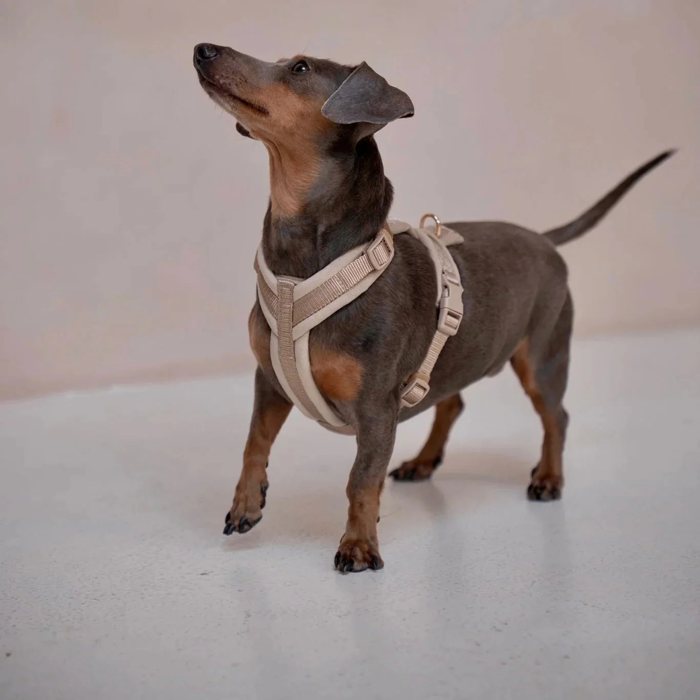 'Sand' - Velvet Dog Harness