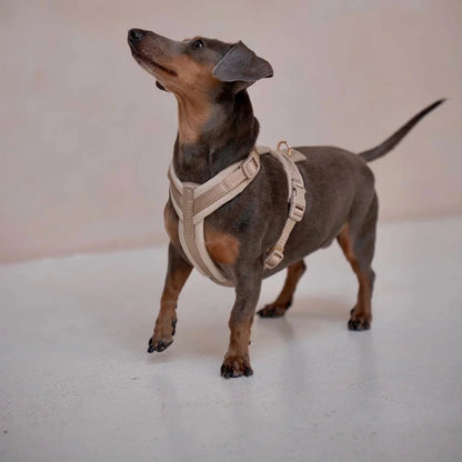 'Sand' - Velvet Dog Harness