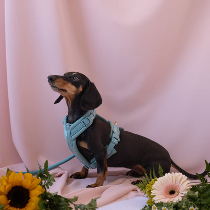 Blue - Comfort Dog Harness